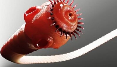 types de parasites dans le corps humain