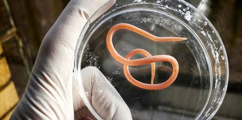 parasite du corps humain