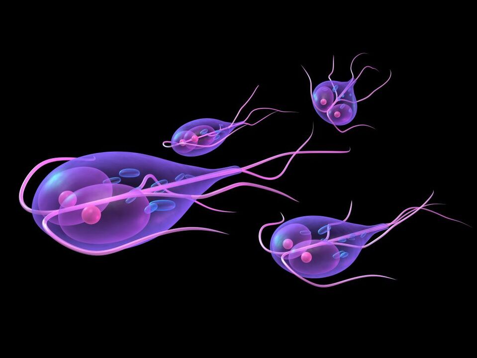 Giardia du corps humain.