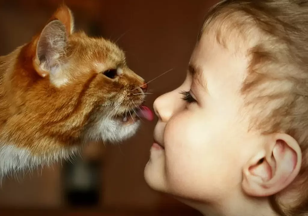 Un garçon embrasse un chat et est infecté par des vers.