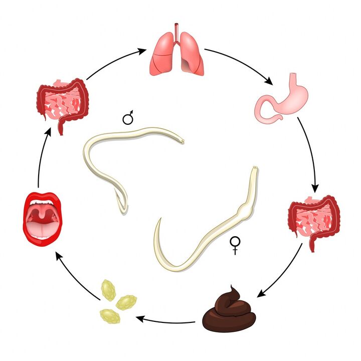 cycle de vie du ver intestinal